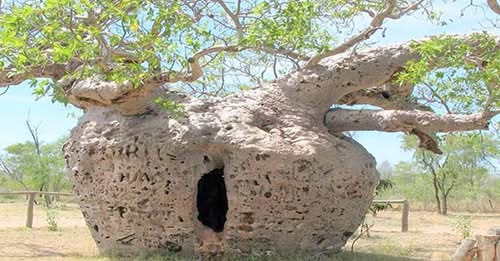 অদ্ভুত কিছু গাছের কথা!